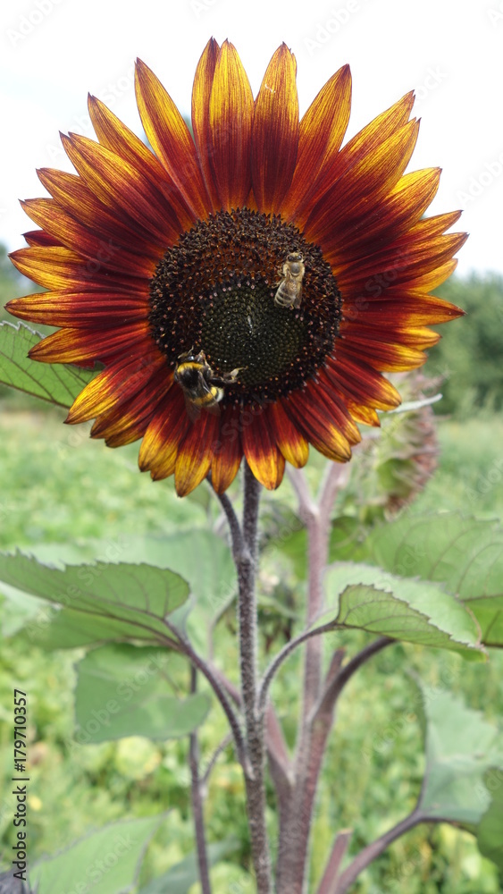Obraz premium Sonnenblumen unterwegs