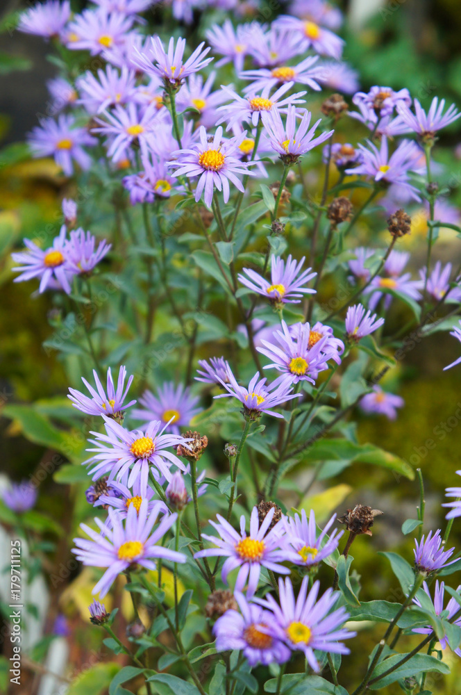 Aster novi-belgii violet flowers with green Aster novi-belgii violet flowers with green