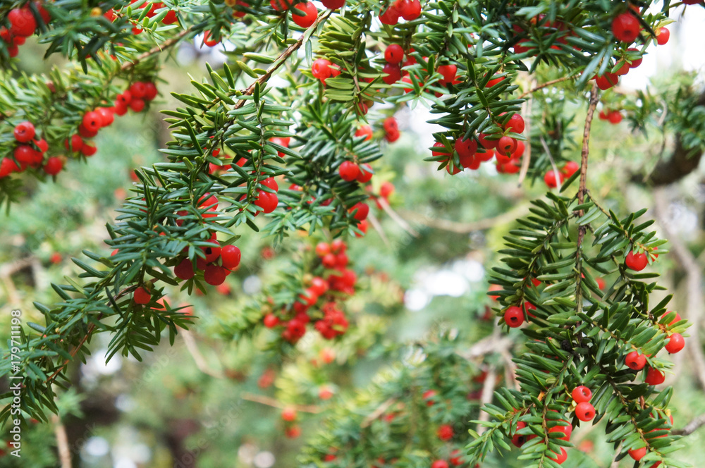Taxus baccata or english yew or european yew green branches with red berry
