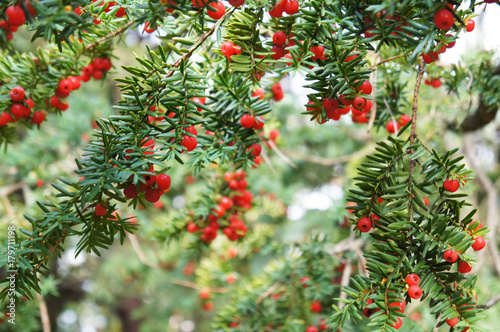 Taxus baccata or english yew or european yew green branches with red berry