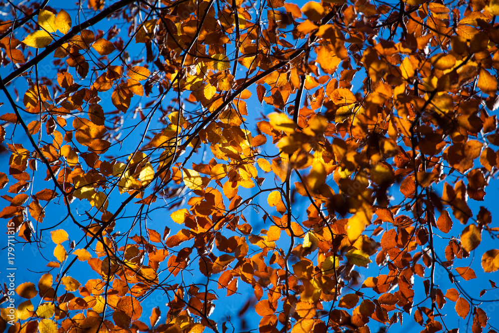 Beautiful photo of yellow autumn leaves on a tree Beautiful photo of yellow autumn leaves on a tree