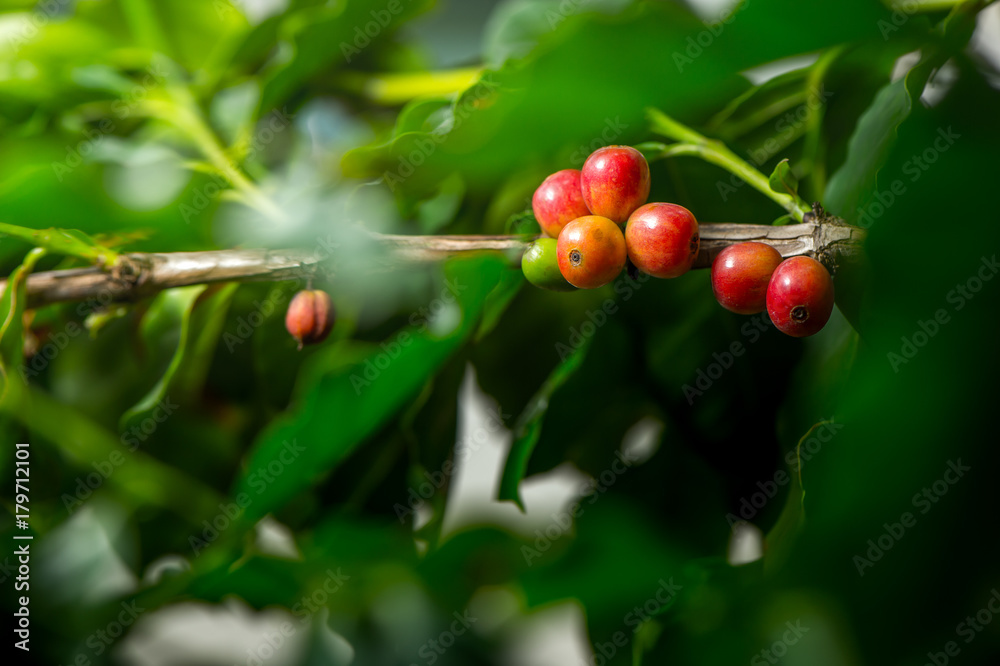 Obraz premium Coffee bean, Coffee tree.