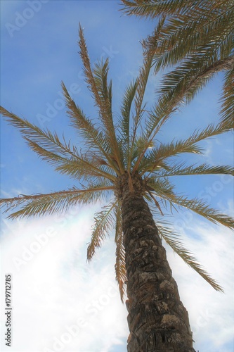 Palmera frente al cielo despejado