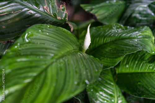 spathiphyllum floribundum araceae plant leaf from columbia photo
