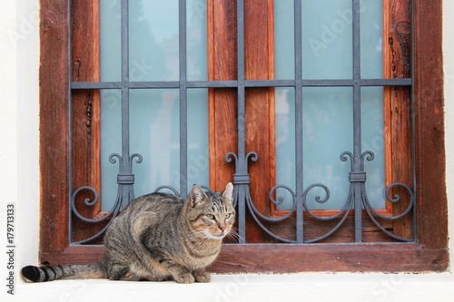 Gato apoyado en ventana de forja