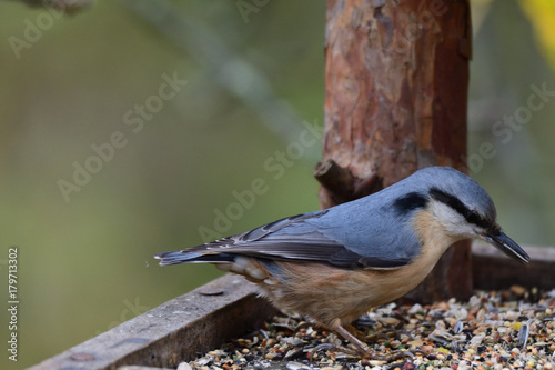 Nuthatch  titmouse eats seeds in the fodder rack	
