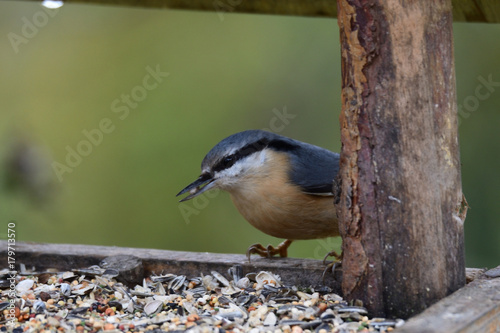 Nuthatch  titmouse eats seeds in the fodder rack	