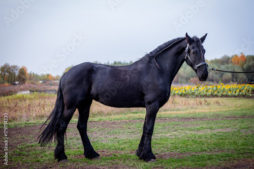 The Friesian mare is in the stables. Autumn entourage. Horse in the exterior and portraits. © Даяна Куценко