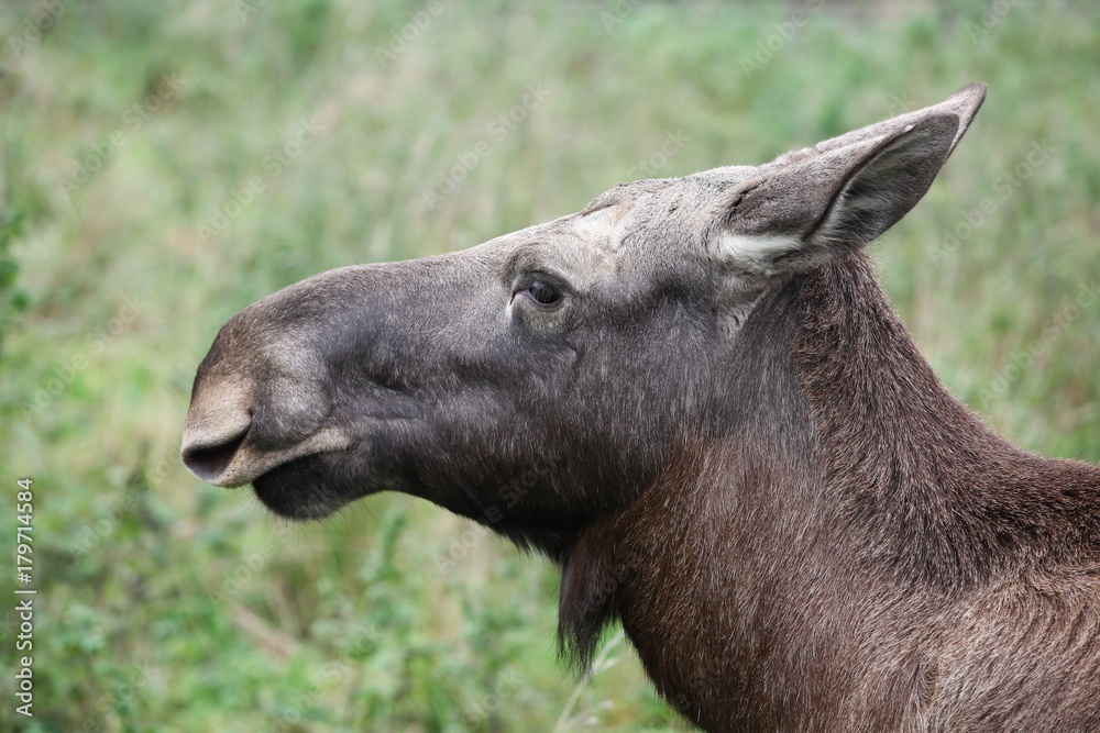 Portrait of a moose in the nature