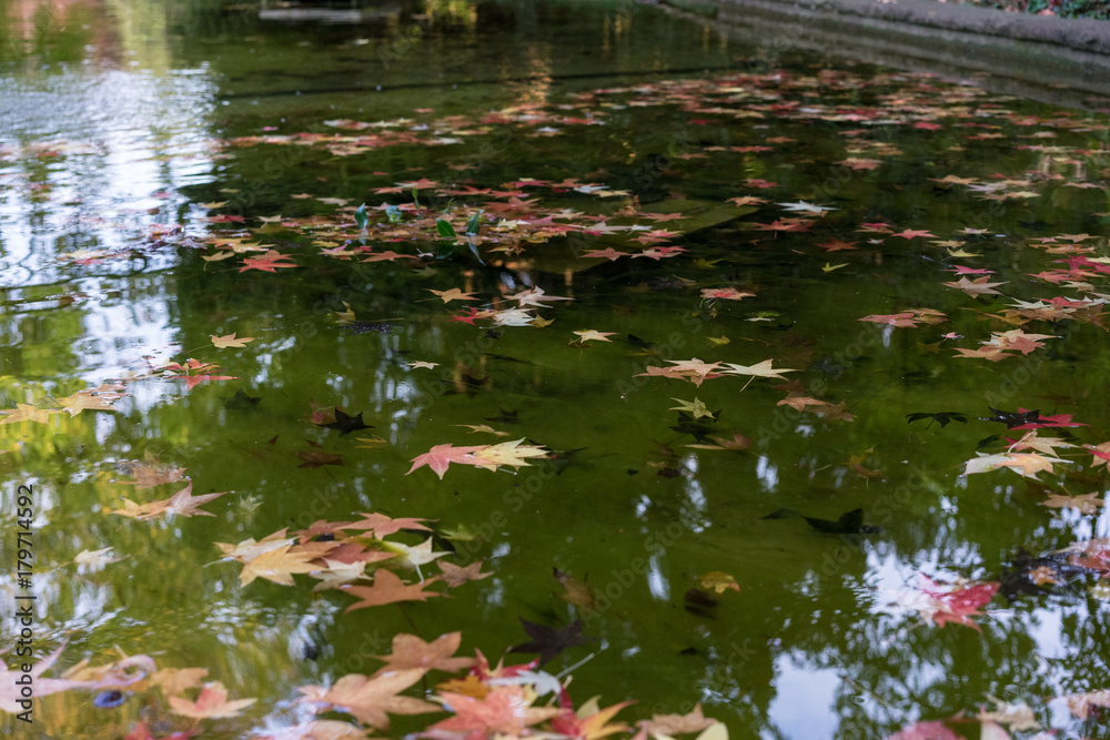 autumn leaf in green water pond