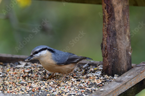 Nuthatch titmouse eats seeds in the fodder rack