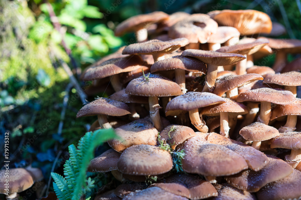 many brown mushroom in forest macro