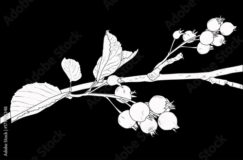 branch of shadbush sketch isolated on black