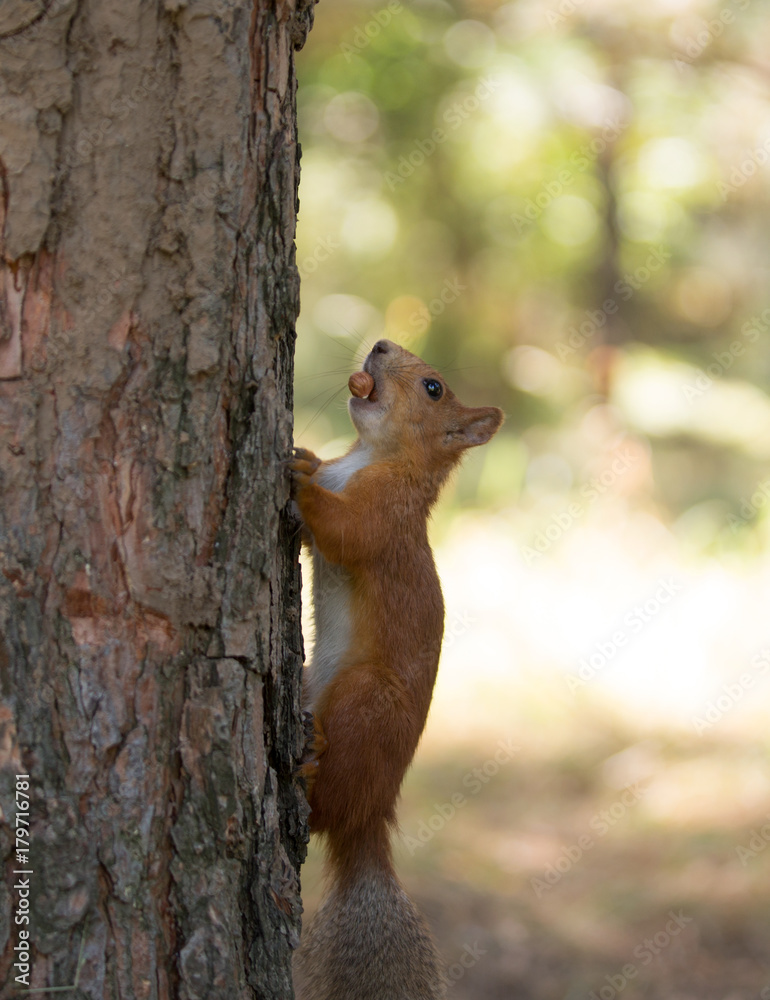 Squirrel with nut in mouth on tree look up Squirrel with nut in mouth on tree look up