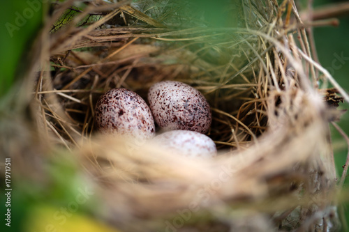 3 bird eggs in bird's nest on the tree