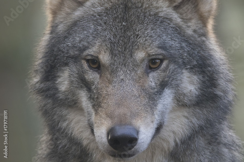 European timber wolf close up portrait