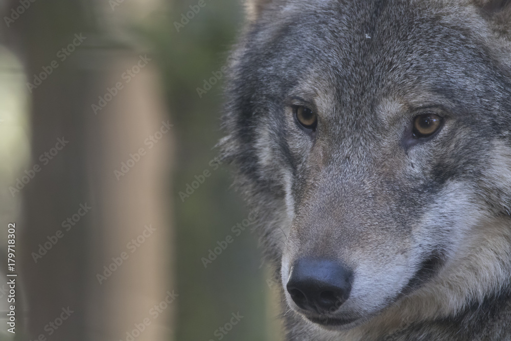 Fototapeta premium European timber wolf close up portrait