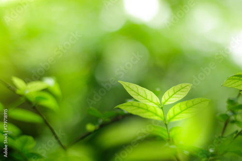 Closeup bright leaves texture on blurred background use in background or wallpaper. Nature concept