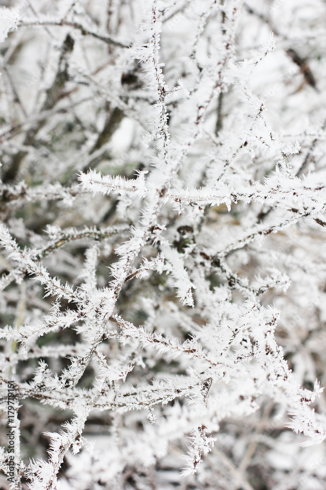 Tree in the snow close-up. Winter and snow. First snow. Beautiful tree. Cold. Frost. White Tree in the snow close-up. Winter and snow. First snow. Beautiful tree. Cold. Frost. White