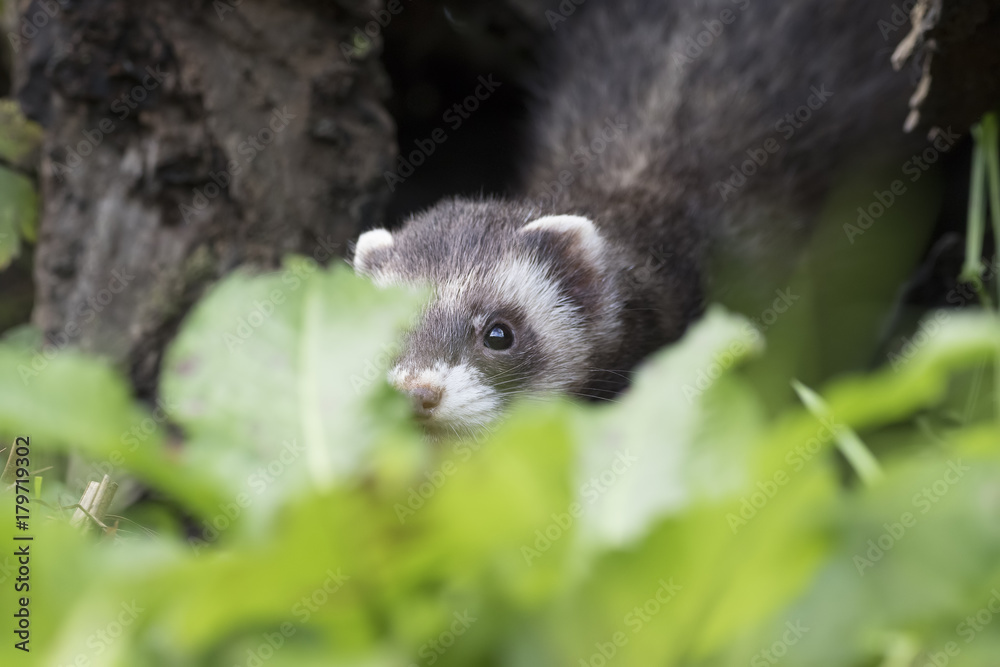 polecat close up portrait near log and grass polecat close up portrait near log and grass