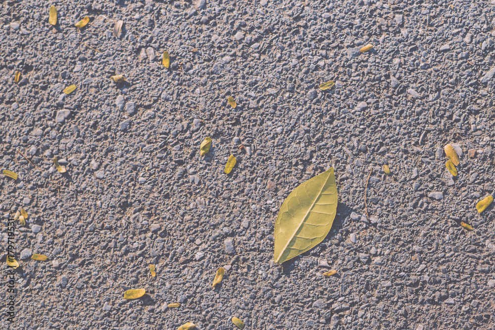 Close up of Leaves dry on concrete floor texture background, vintage tone color style, selective focus (detailed close-up shot) Close up of Leaves dry on concrete floor texture background, vintage tone color style, selective focus (detailed close-up shot)