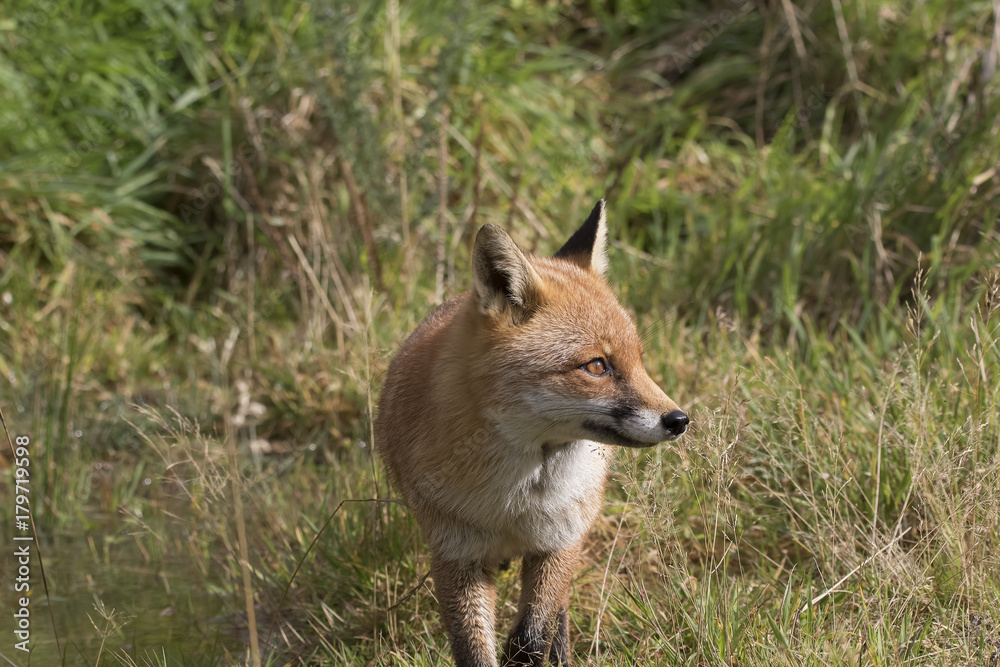 red fox portrait close up and reflection in water red fox portrait close up and reflection in water