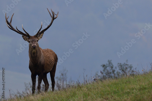 portrait of forest stag during the pairing season