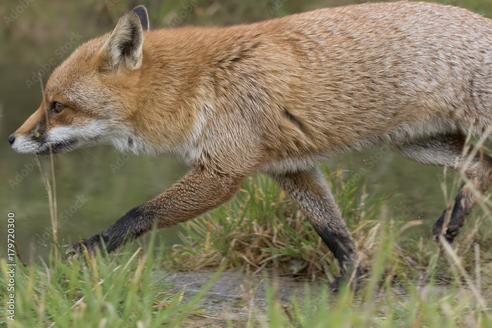Fototapeta premium red fox portrait close up and reflection in water