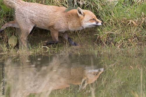 red fox portrait close up and reflection in water photo