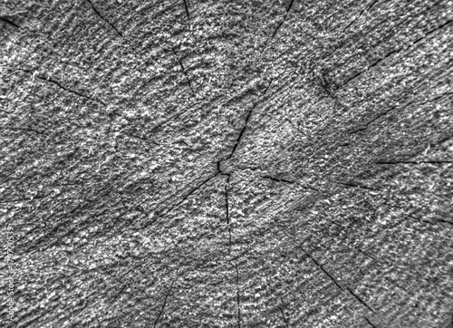 Wooden texture in black and white closeup