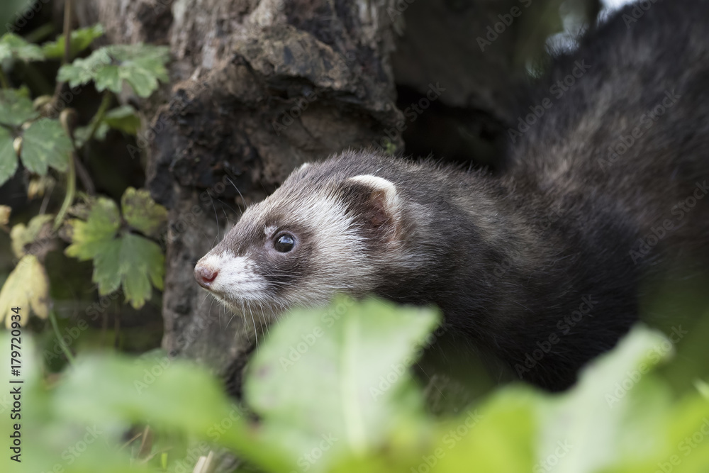 polecat close up portrait near log and grass polecat close up portrait near log and grass