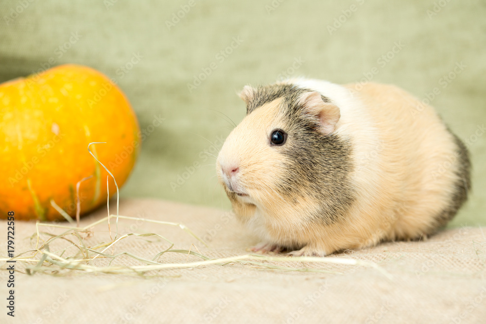 Fototapeta premium Guinea pig closeup
