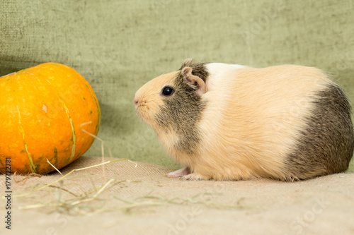 Guinea pig closeup photo