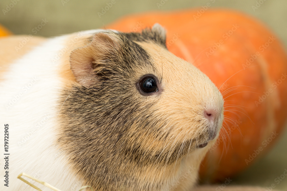 Fototapeta premium Guinea pig closeup