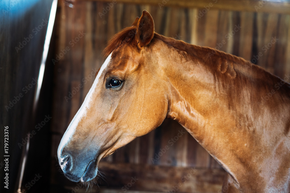 Fototapeta premium Portrait of isolated horse head standing in stable