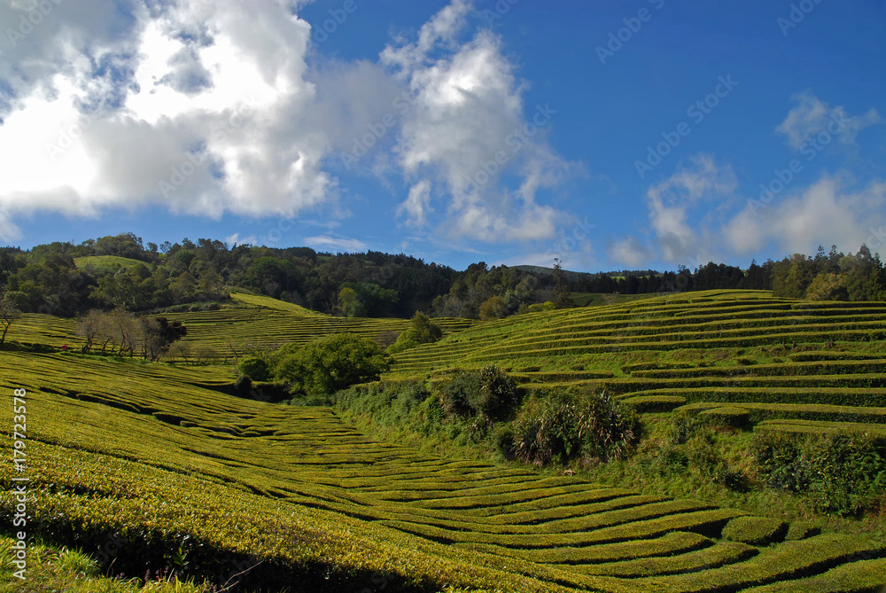 Tea plantation (Chá Gorreana) under blue sky in Sao Miguel, Azores, Portugal