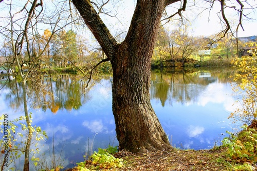 Fototapeta Naklejka Na Ścianę i Meble -  An old tree on the shore of a pond in the estate of Leo Tolstoy in Yasnaya Polyana.