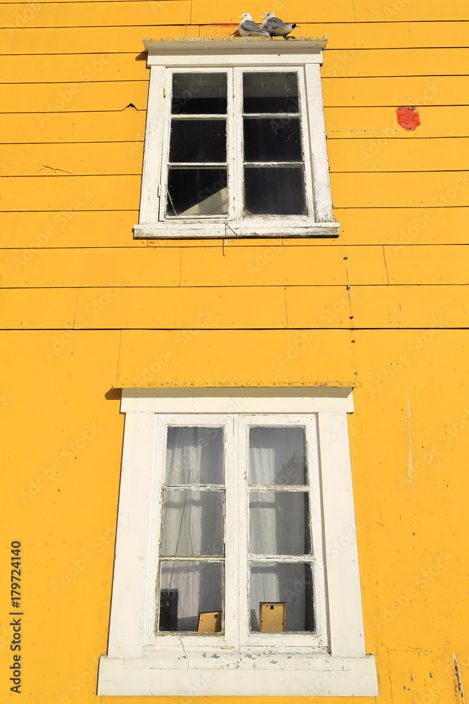Fototapeta premium Black-legged kittywakes or Rissa Tridactyla-seagulls perched on window. Nusfjord-Flakstadoya-Lofoten-Norway. 0514