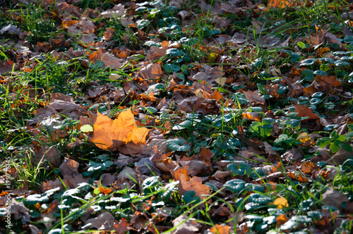 Orange maple leaf on green grass