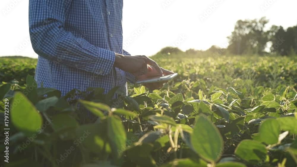 Farmer uses a tablet computer on a soy field
