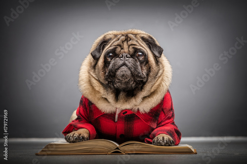 Konstfotografi Fluffy pug dog laying on an old book.