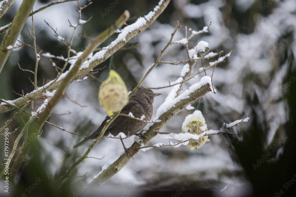 Vogel auf einem Baum