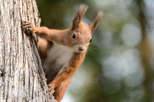 the squirrel climbs the tree and the grass © Pavol Klimek