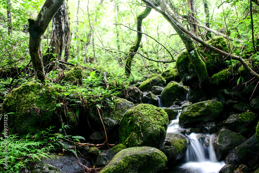 Fototapeta premium Jungle Stream