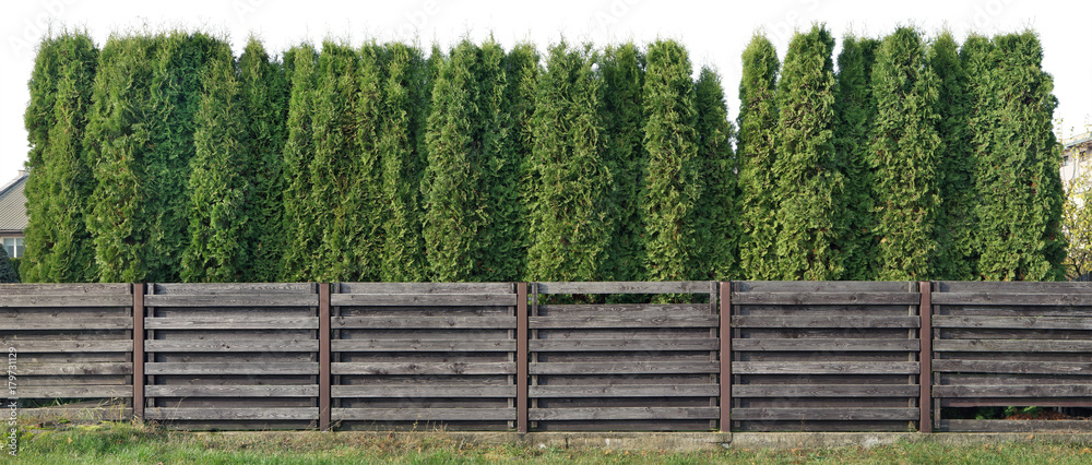 Fragment of a rural fence from high coniferous evergreen trees isolated Fragment of a rural fence from high coniferous evergreen trees isolated