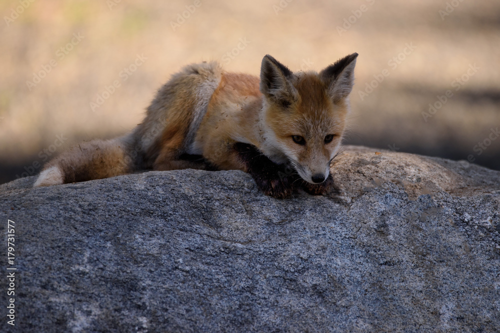 Fox Kit on Rock