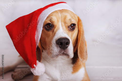cute beagle in Santa hat isolated on white © olgasparrow