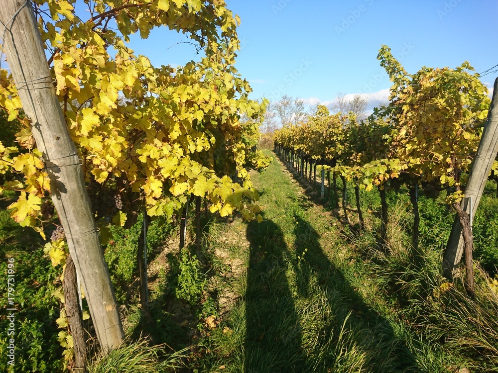 Weingärten im Herbst, Vinyards in Autumn