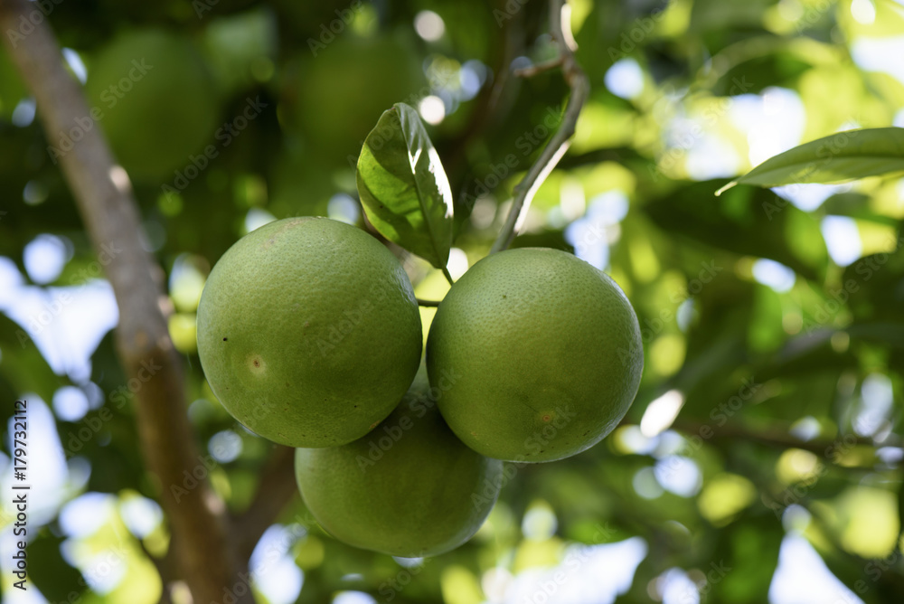 Unripe Orange Fruit grows on the plant, Sicily, Italy