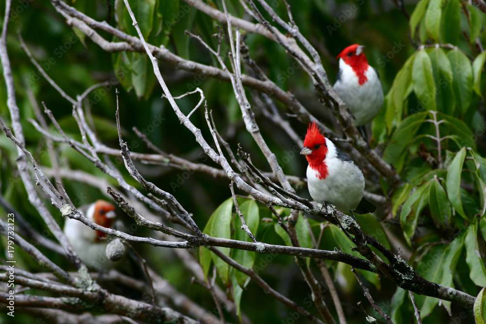 A Beautiful Bird 